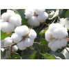 棉花